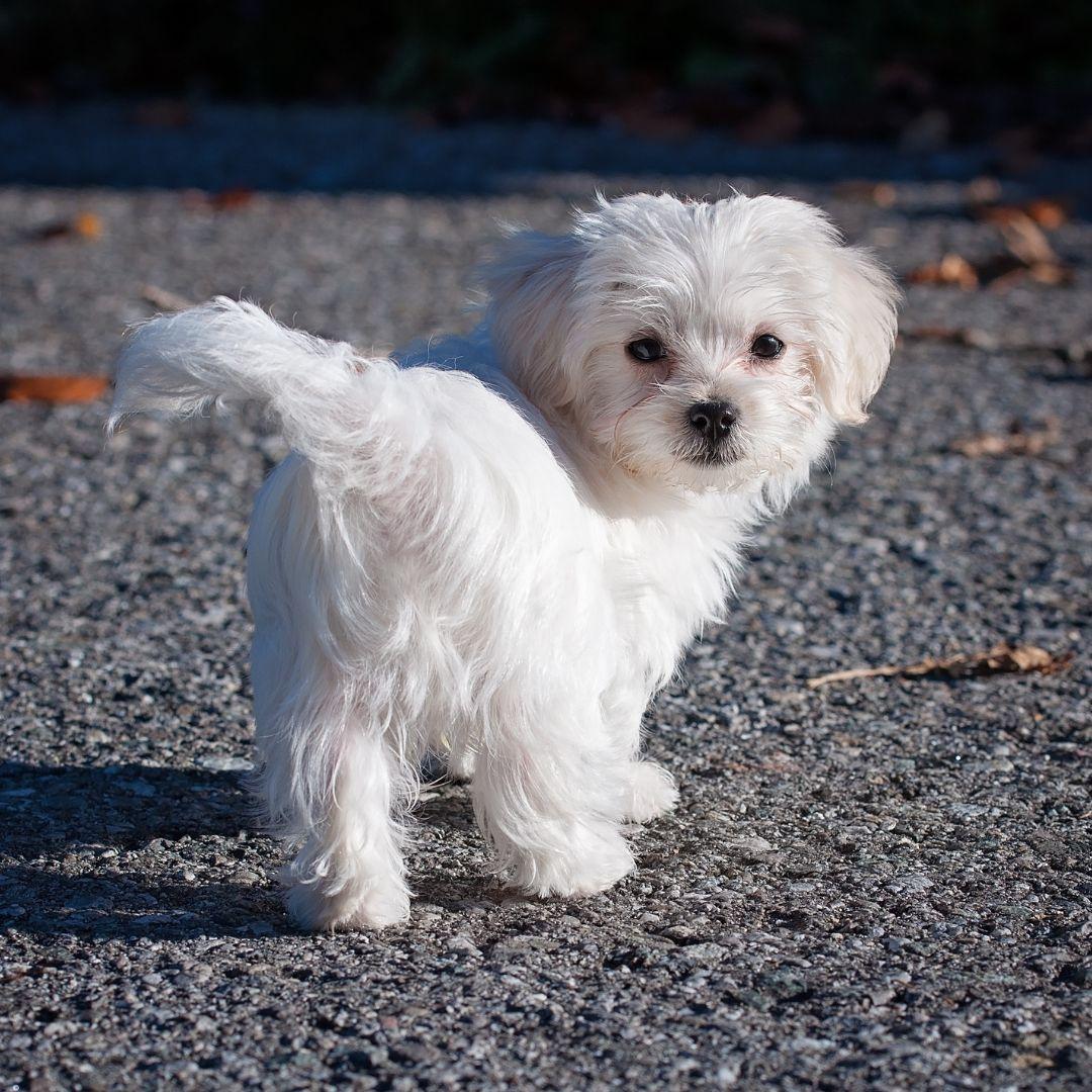 Maltese puppy outside