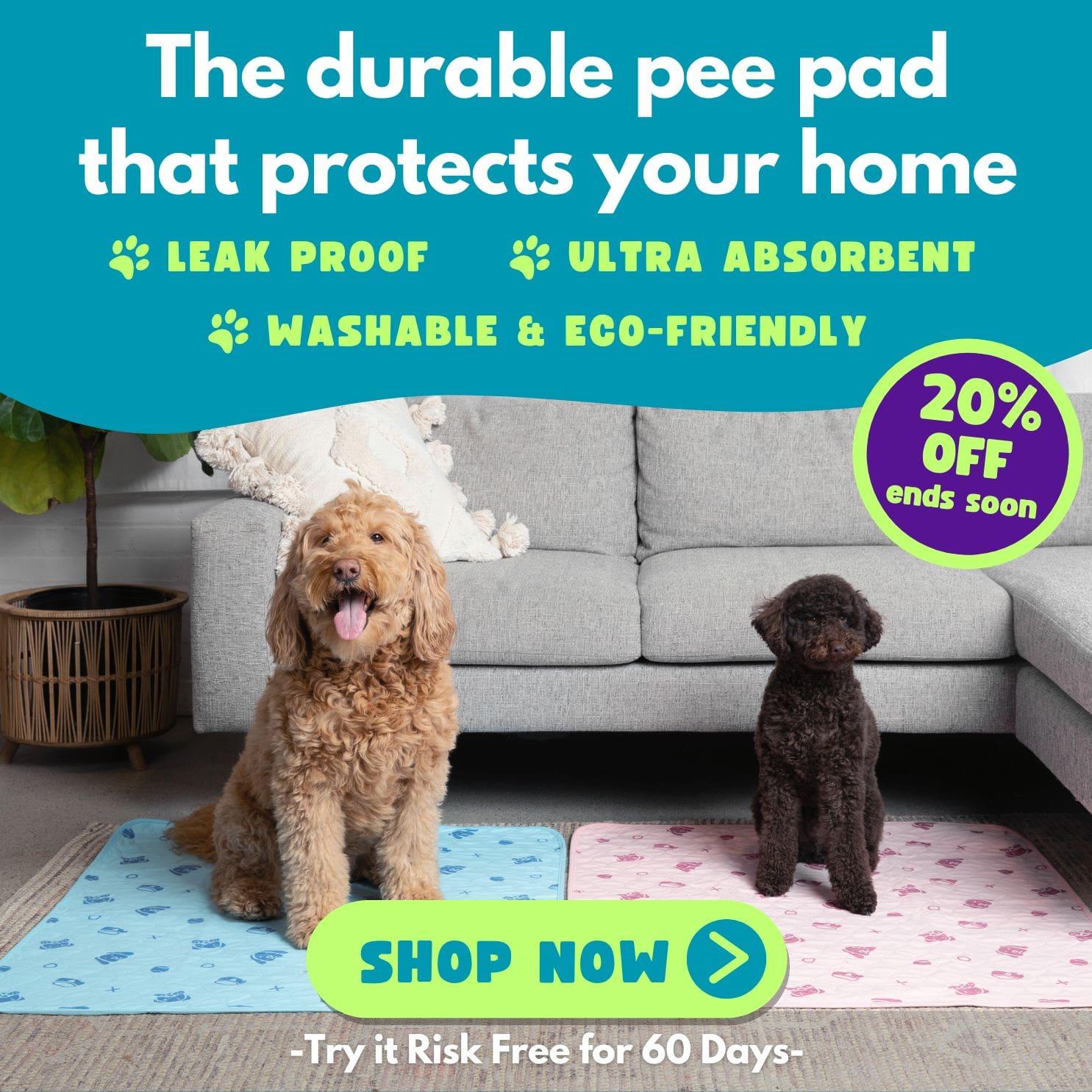 My Dog Pees Next to the Pee Pad Instead of On the Pad! What To Do ...