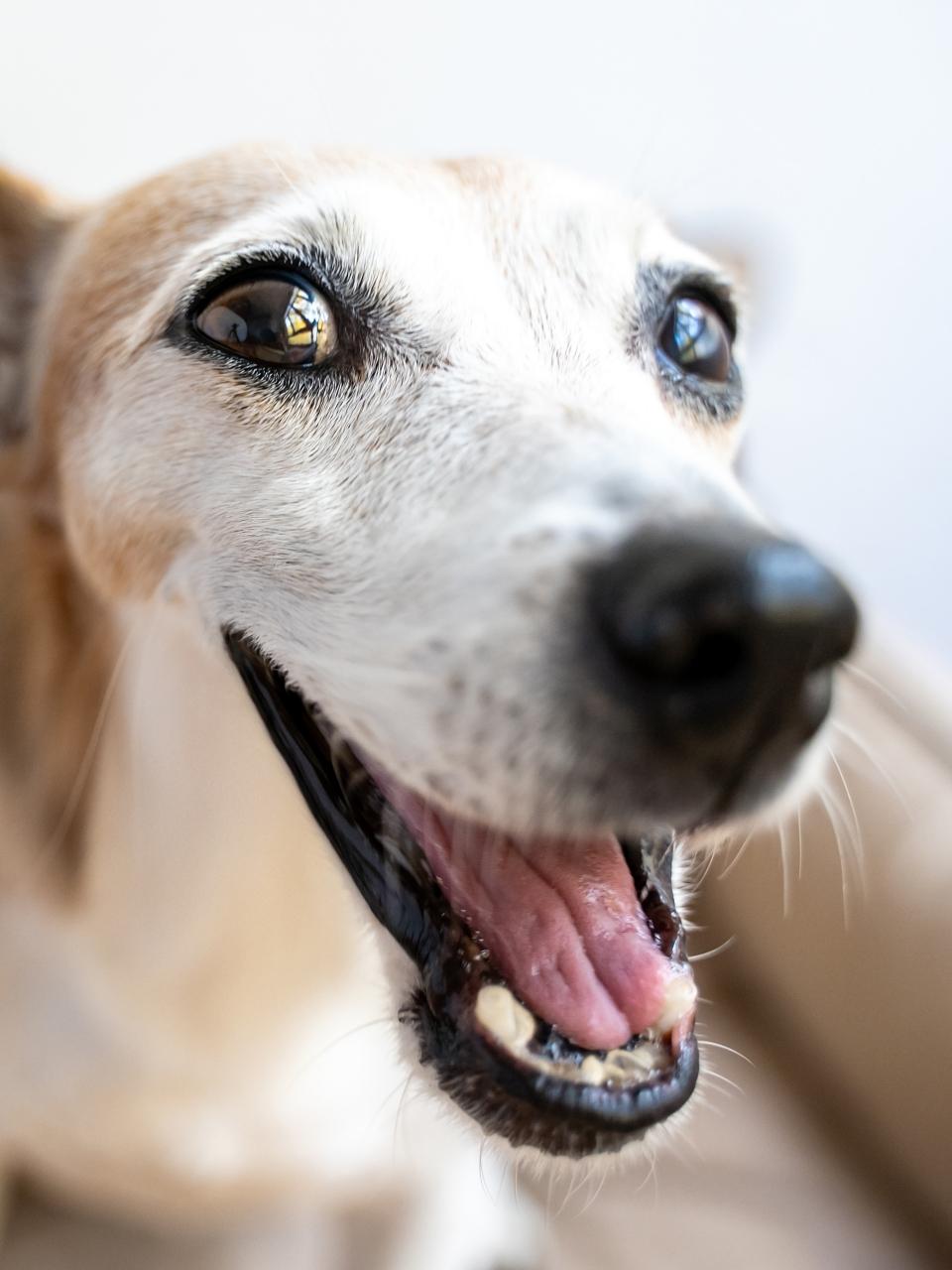 Surprised flirting active dog with big nose looking at camera.