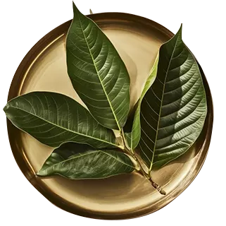 Mango Leaves