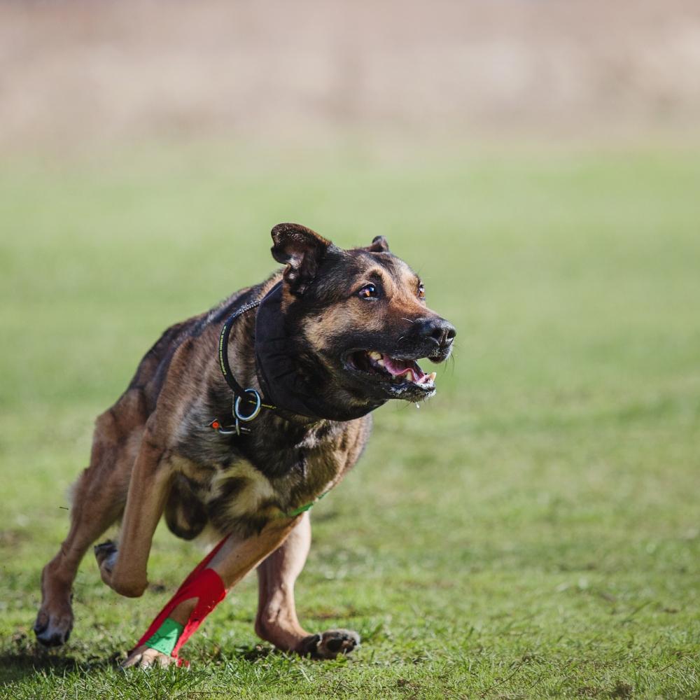 Police, guard dog