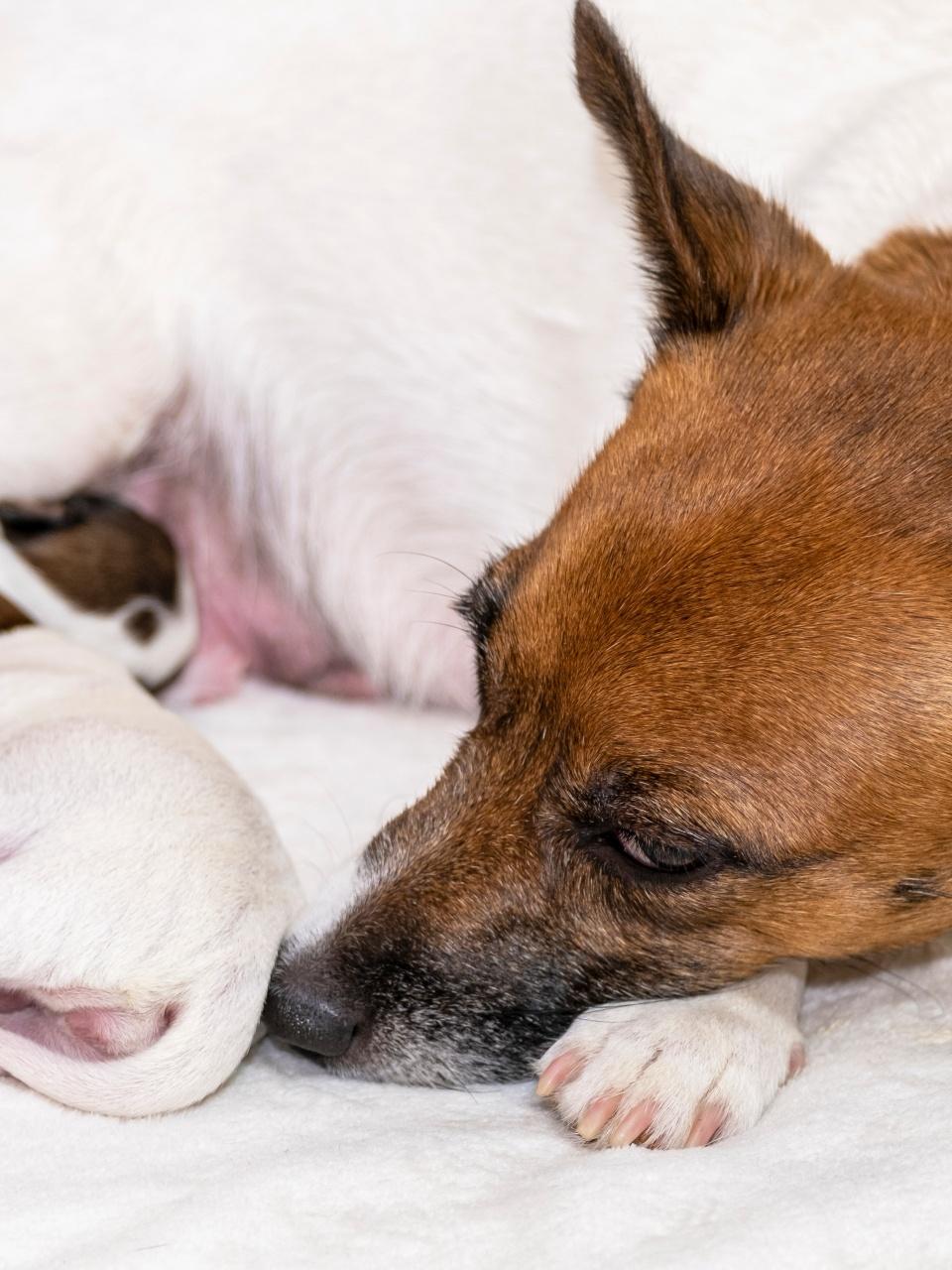 Mom's dog is lying next to her newborn puppy.
