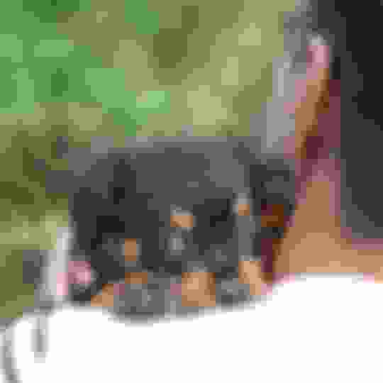 Should You Wake Your Puppy Up to Pee at Night? Potty Buddy Potty Buddy™