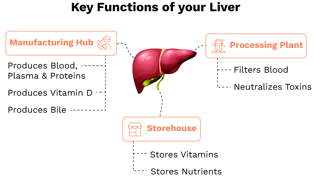 Liver as processing factory