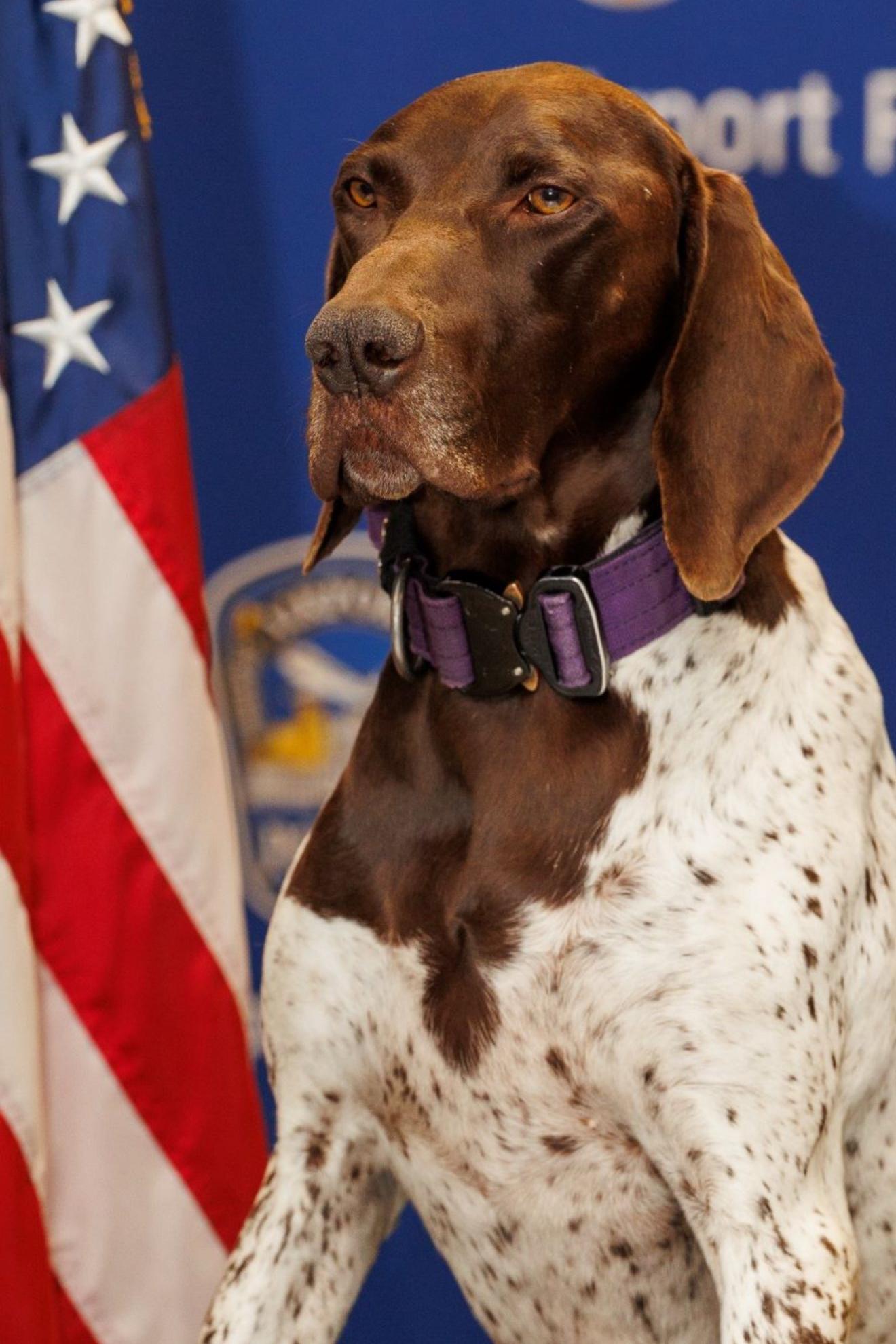 k9 vidam with the flag