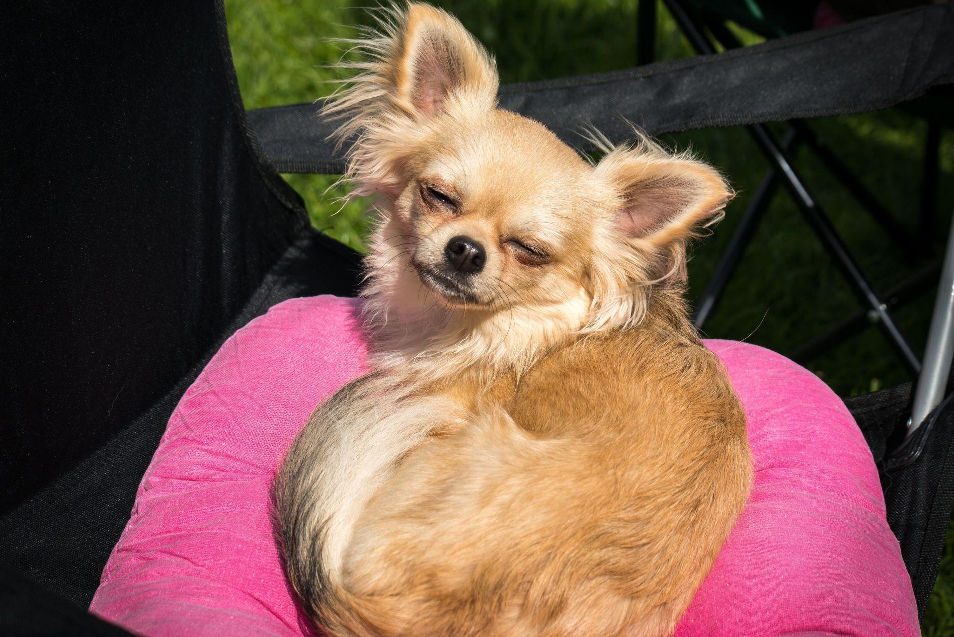 Long haired Chihuahua