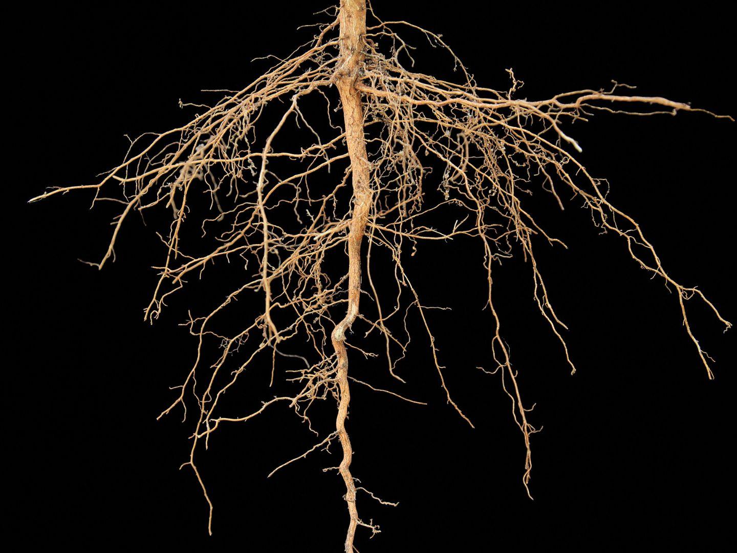 Rootzone_Tree_Fibrous_Black_Background_4x3