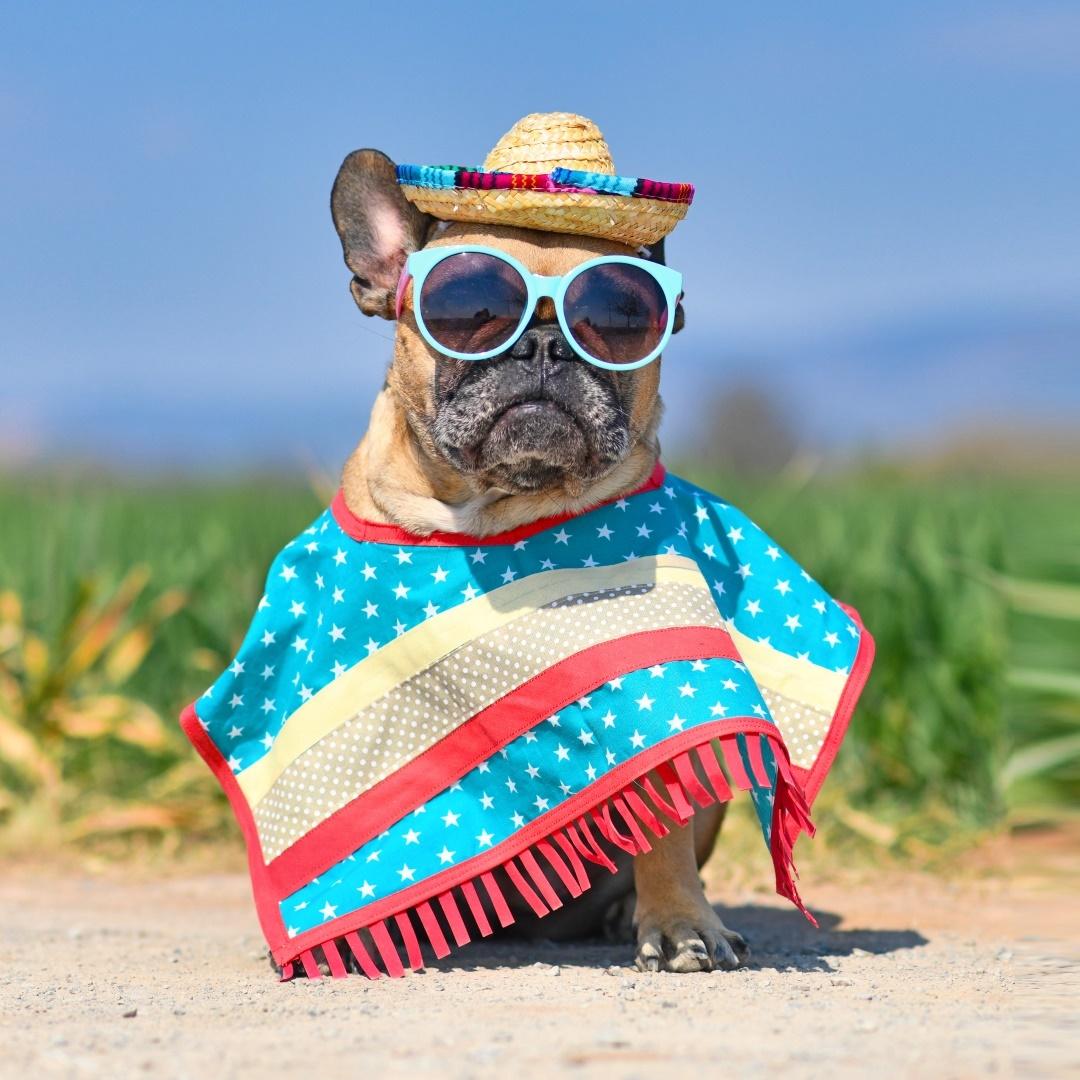 Sitting dog on the floor