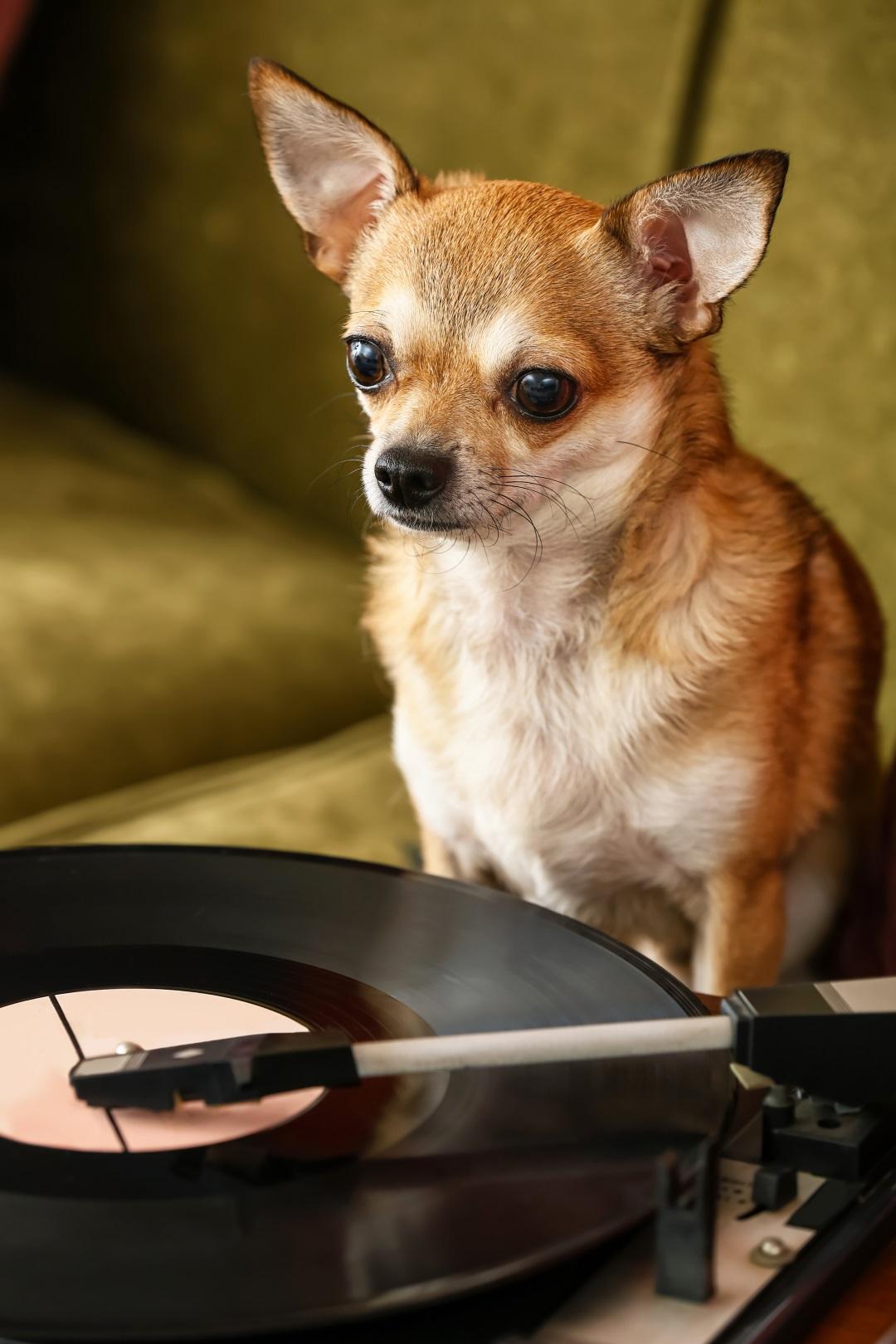 Cute funny dog near record player with vinyl disc on sofa