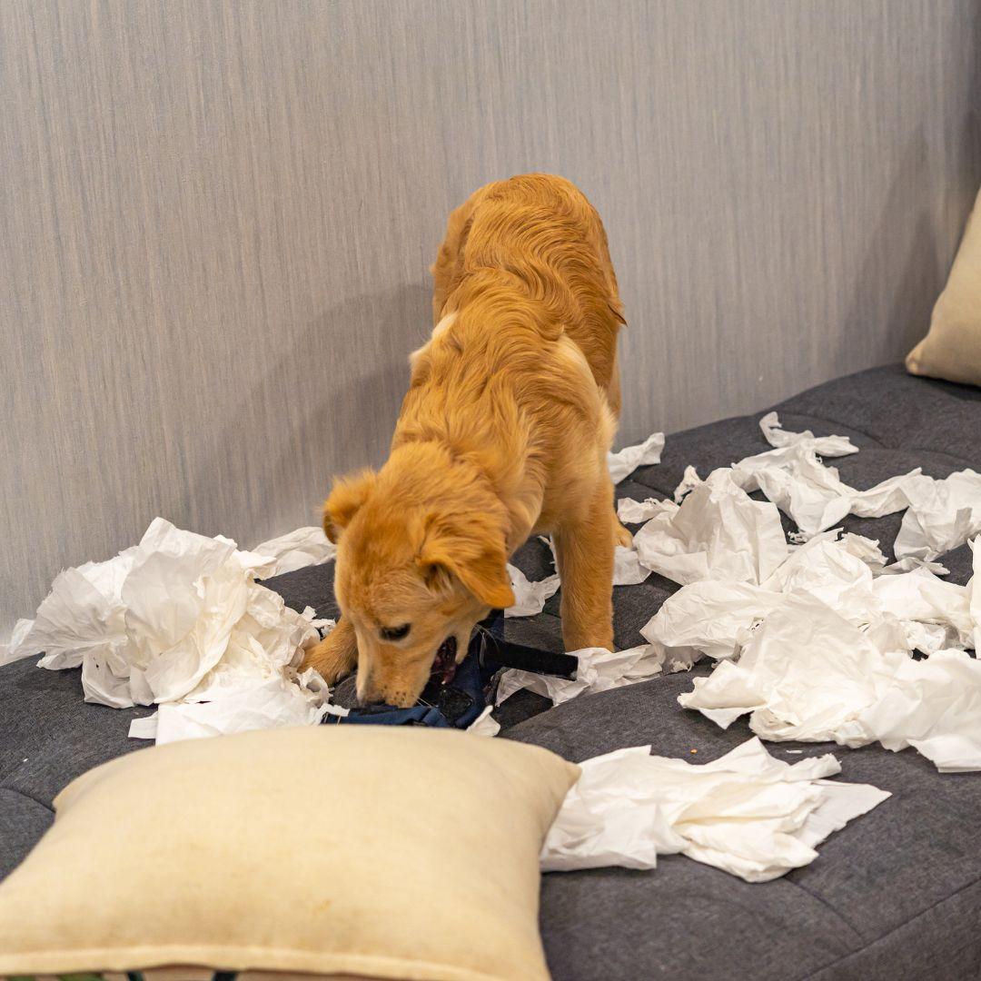 Naughty Puppy Playing with Toilet Paper