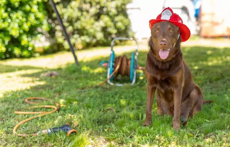 fire-related pet emergencies