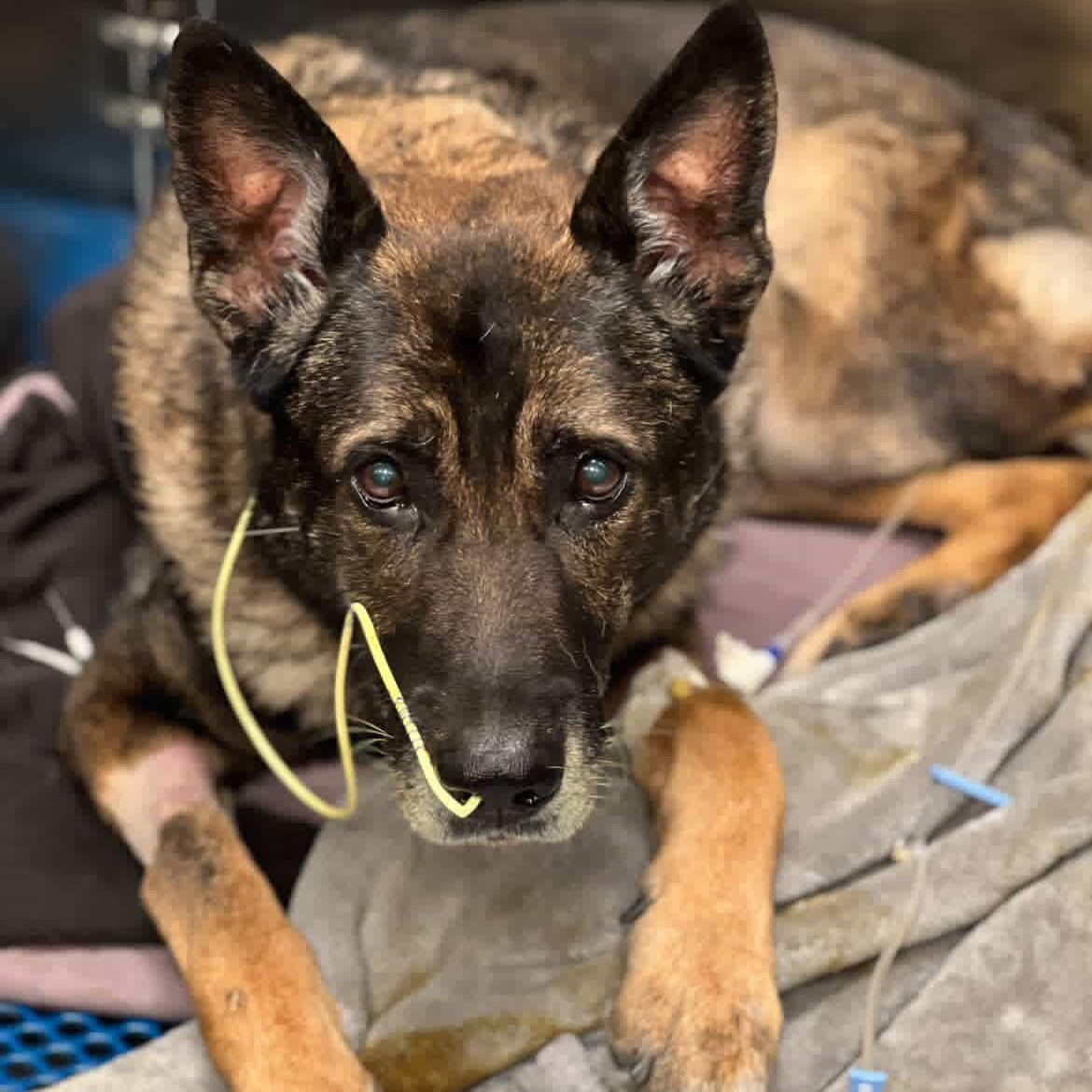k9 indy