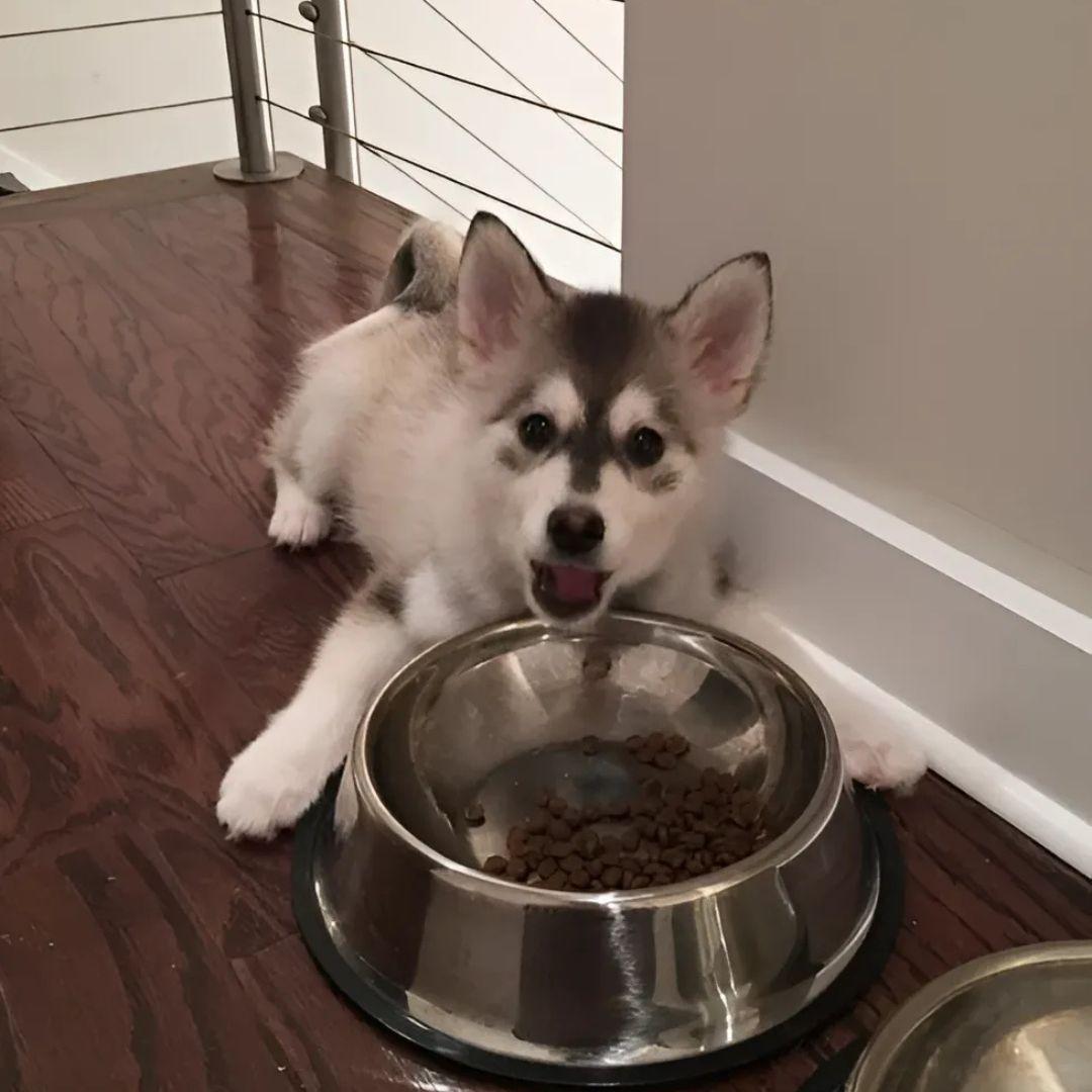 Cute pomsky puppy with bowl full of food on floor at home