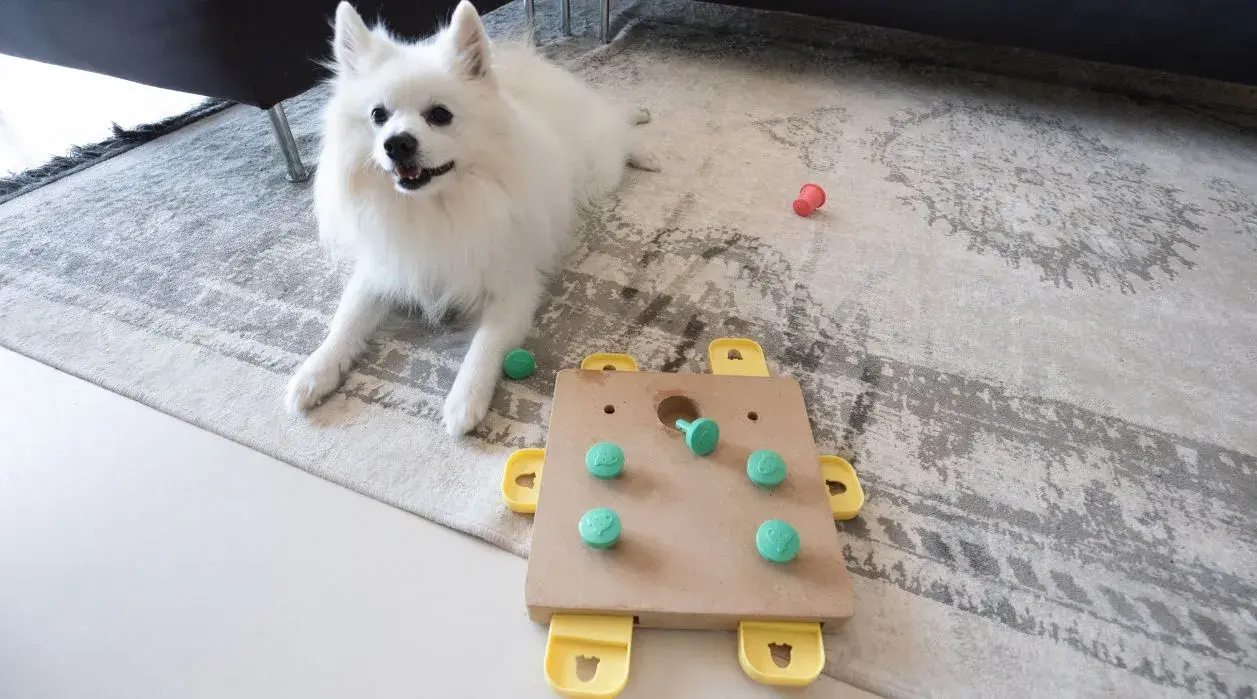 A dog joyfully playing with a colorful toy on the floor, showcasing its playful nature during training.