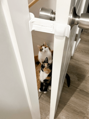 Why Do Cats Hate Closed Doors? – Door Buddy