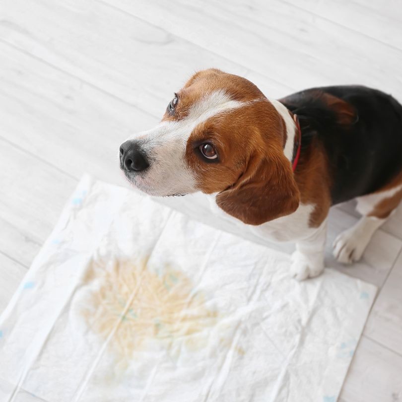 Beagle dog looking up from soiled disposable potty pad