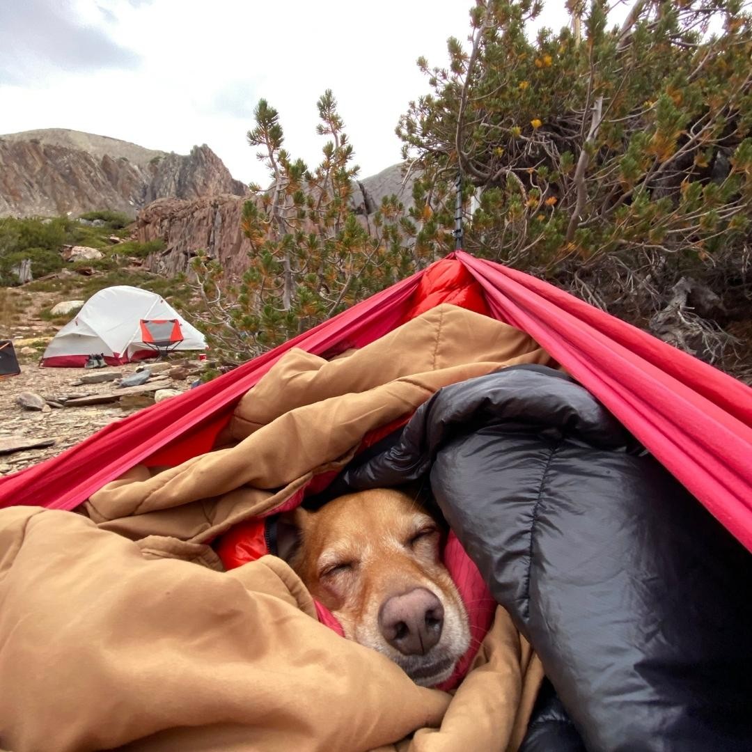 Brown dog resting in a sleeping bag