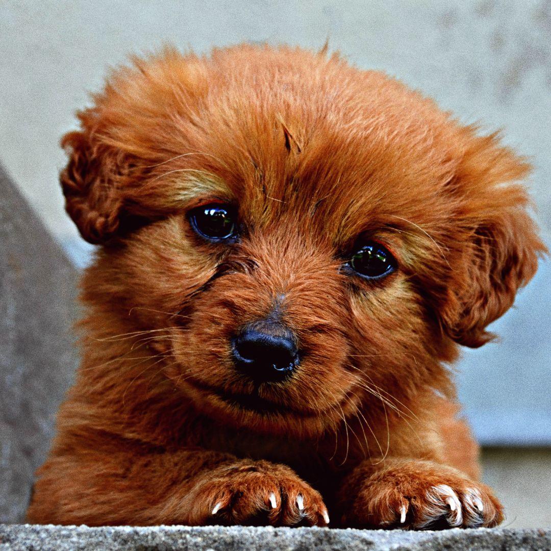 Cute brown puppy