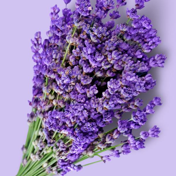 light purple background with a bushel of lavender sitting on the top.