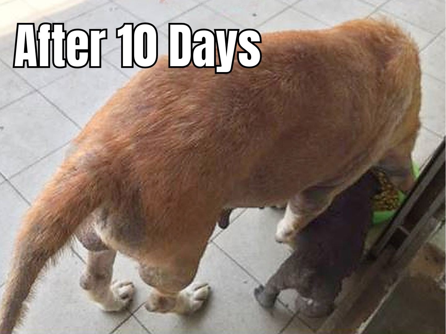 Selvita Canine Dog after 10 days