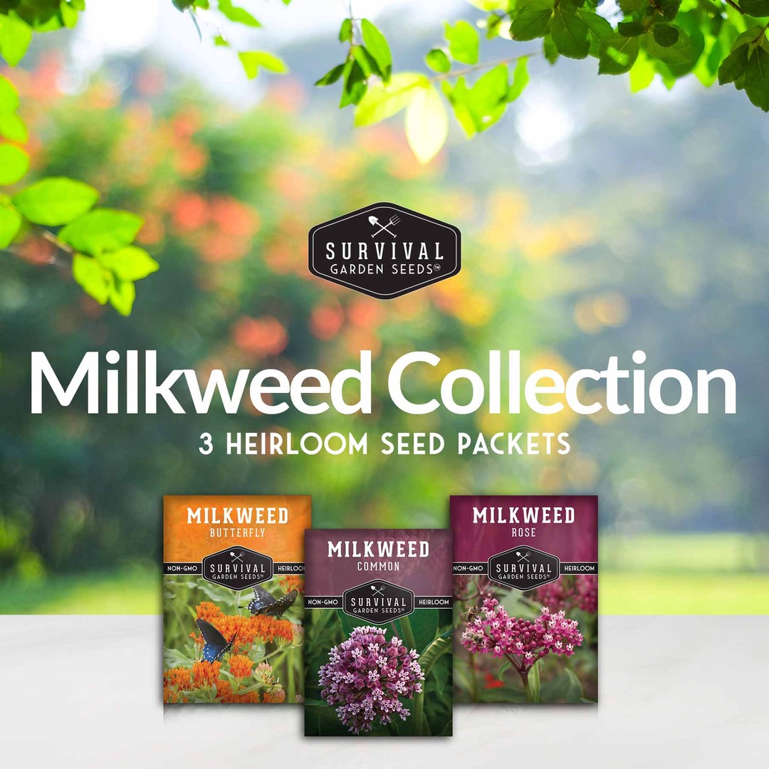 Milkweed seed collection - 3 heirloom varieties of milkweed seeds