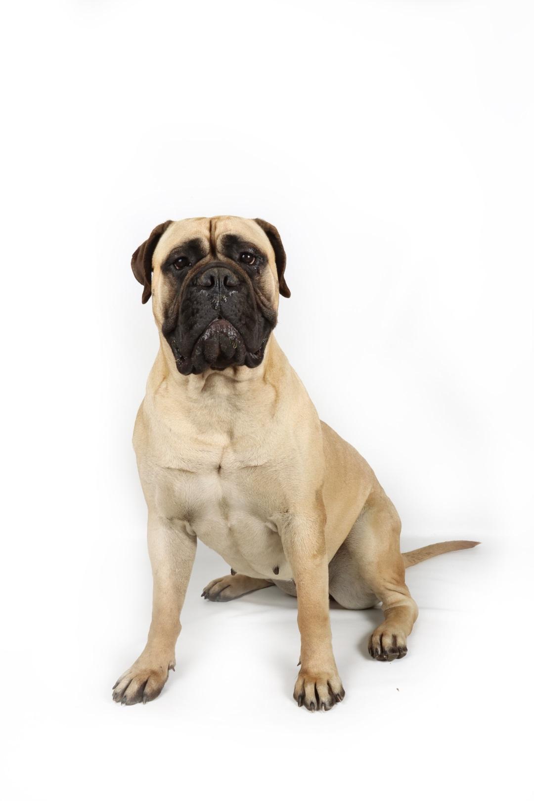 Bullmastiff