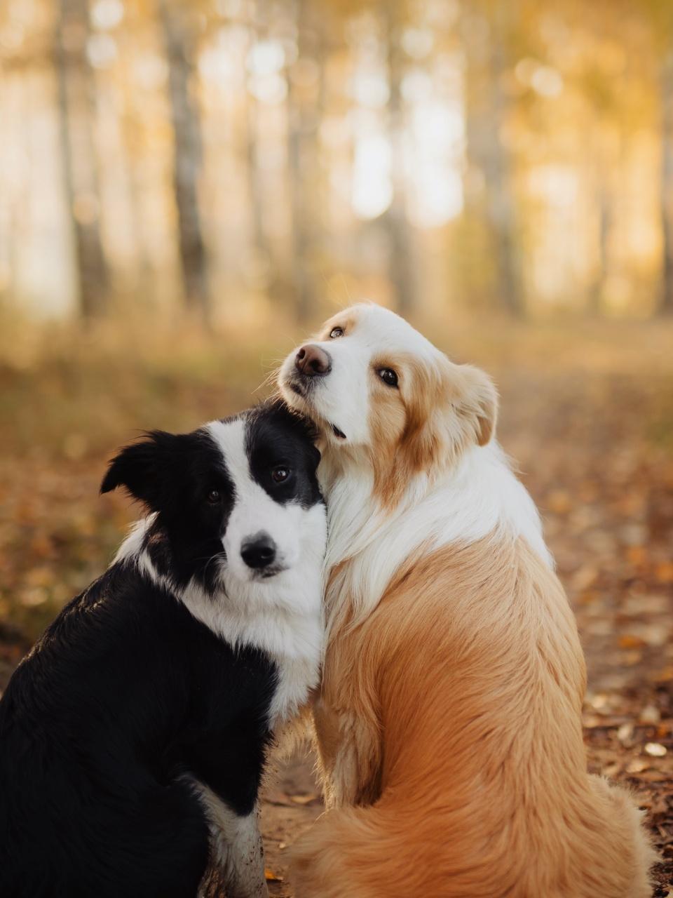 Mother dog take care puppies with love little dogs