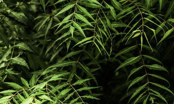 Neem