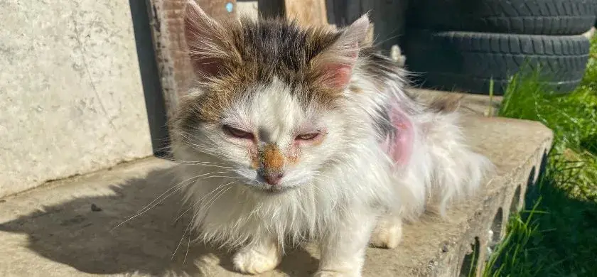 A cat with a long tail sits on a cement step, gazing curiously at its surroundings.