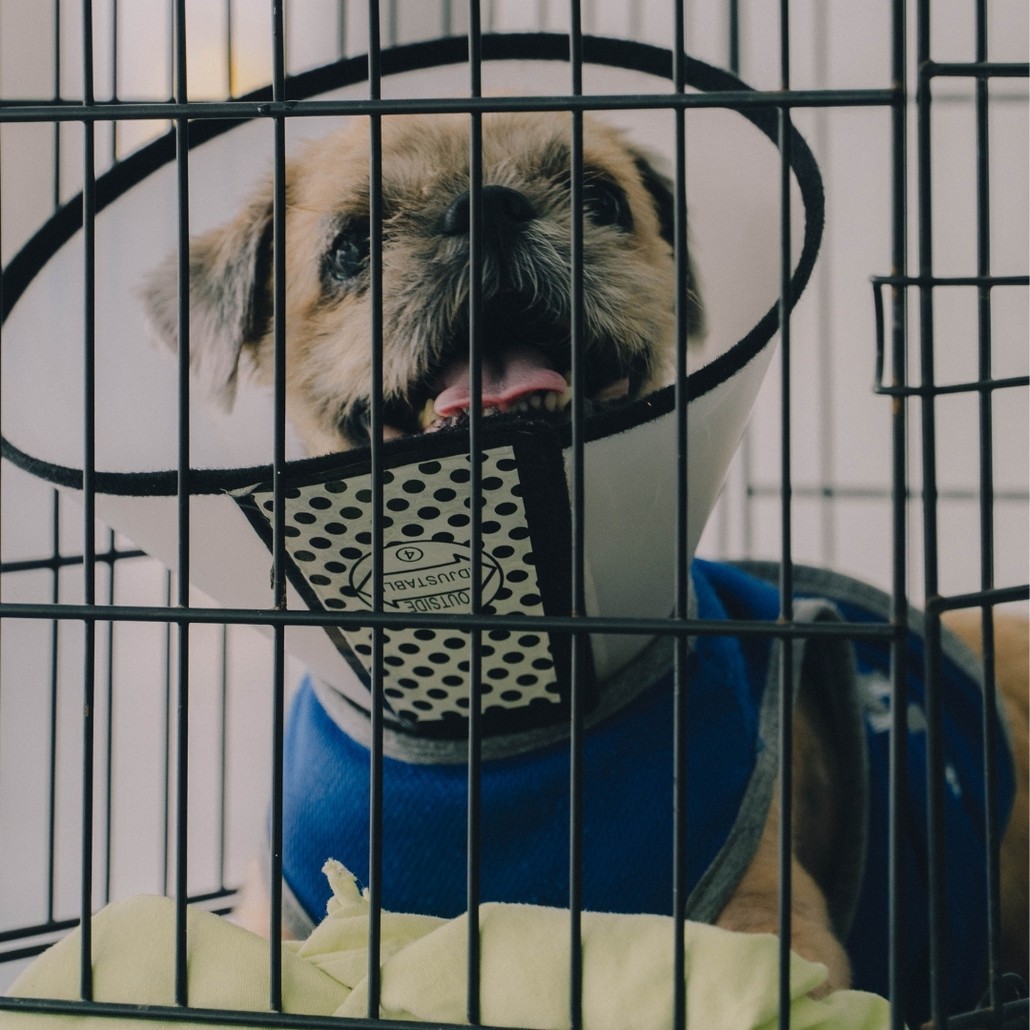 A small dog wearing an e-collar inside a crate