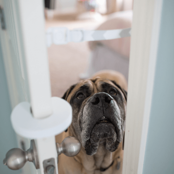 Door Buddy - Blog - dog eating cat poop deterrent