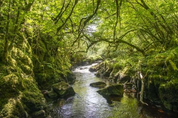 Glen Nant Scotland's Rainforest