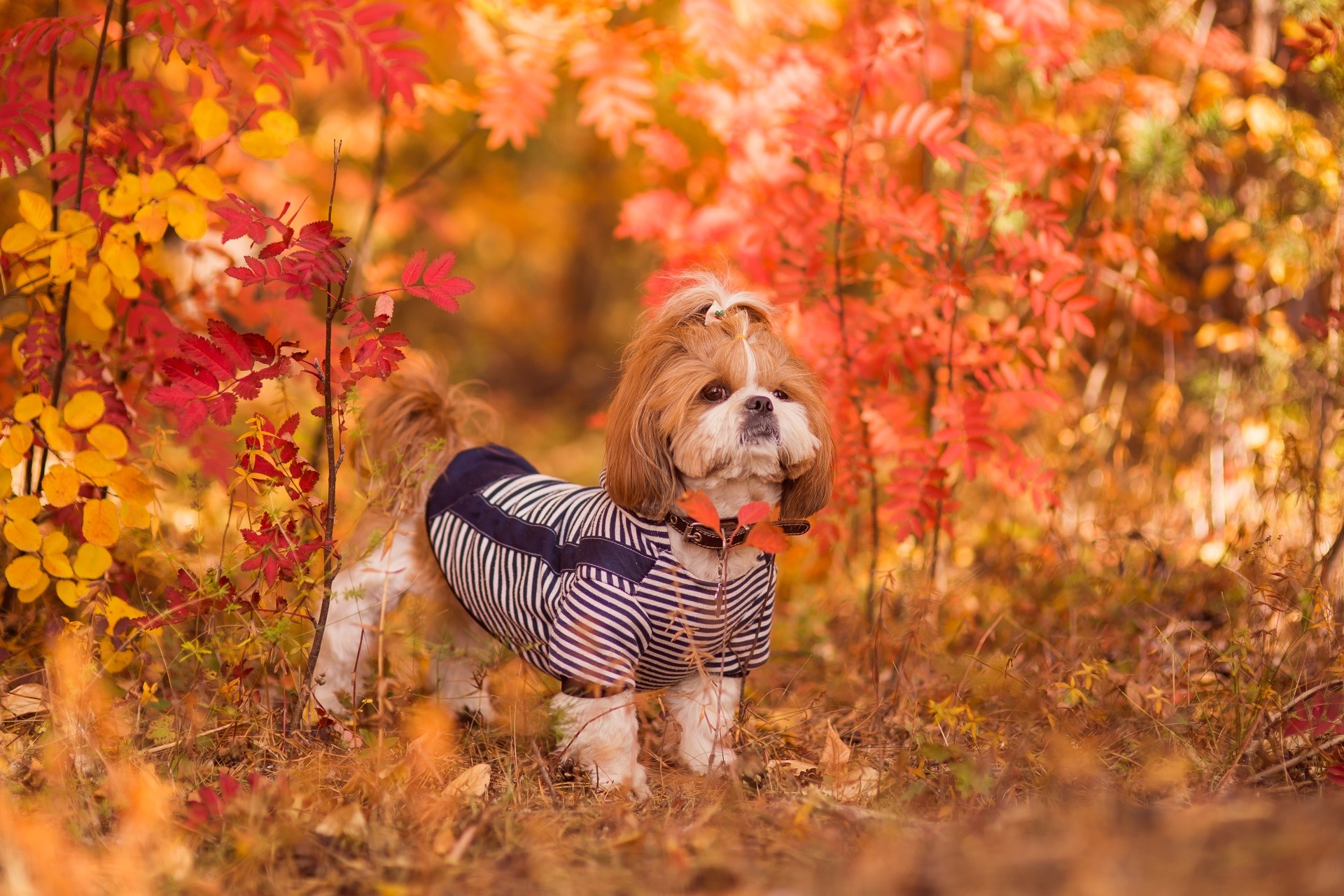 A cute puppy shih tzu walks through in the autumn woods