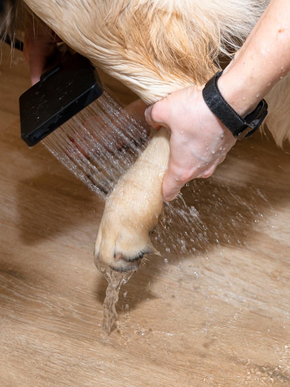 a dog's paw is securely held by a woman's hand
