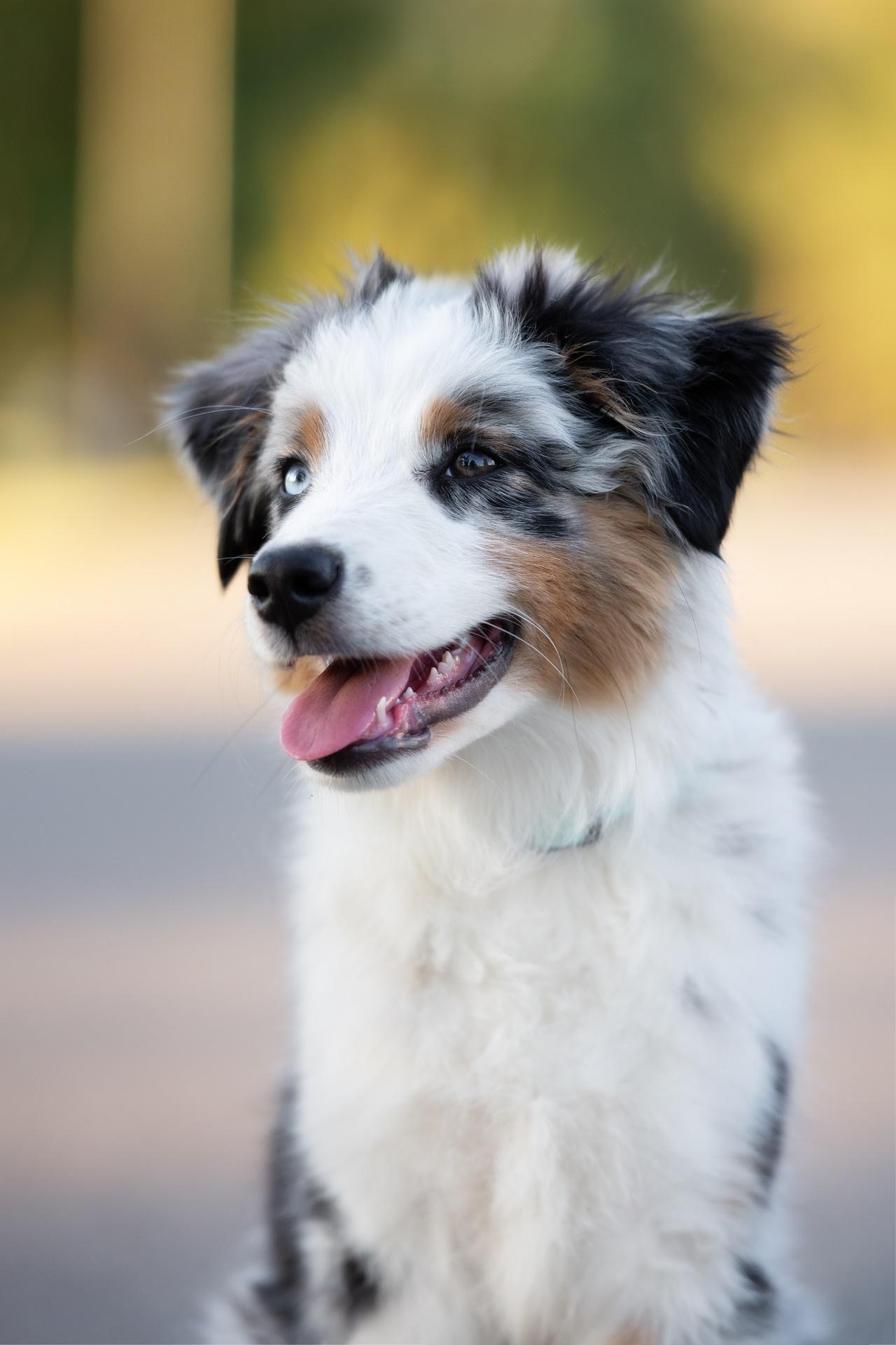 Mini Australian Shepherd