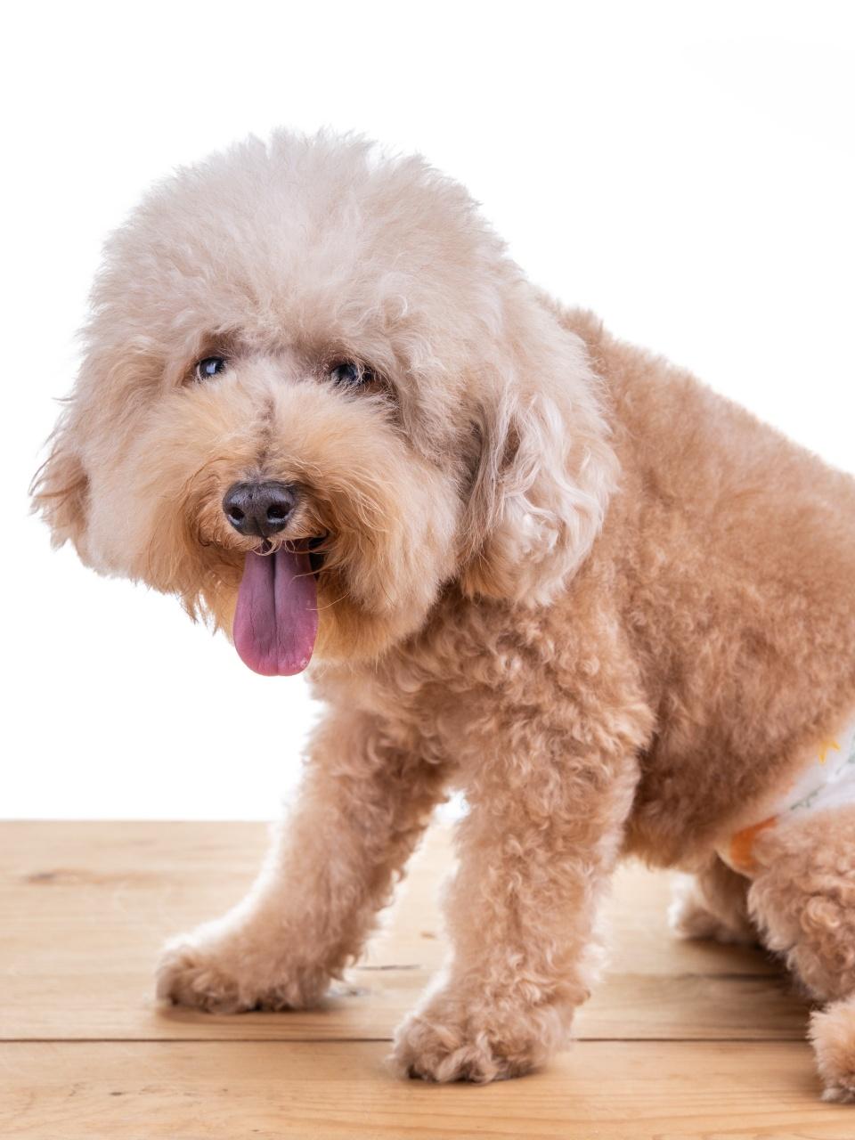 Male toy poodle dog with diaper seated on wooden floor