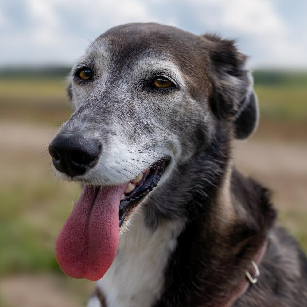 Dog portrait