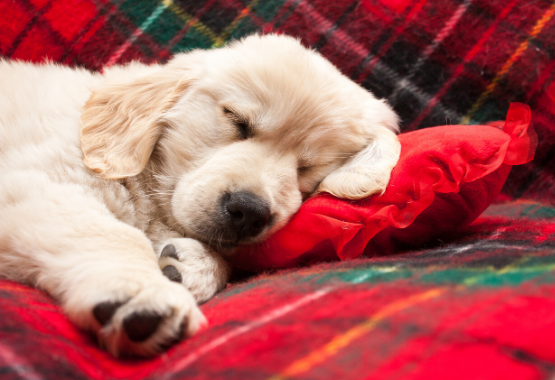 GOLDEN RETRIEVER PUPPY