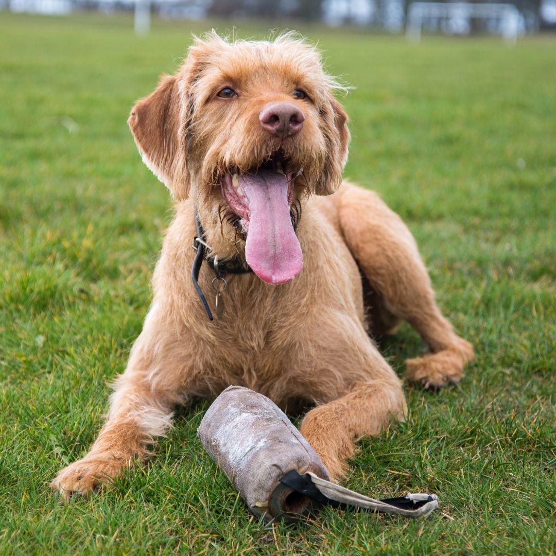 Hot panting dog lying on grass