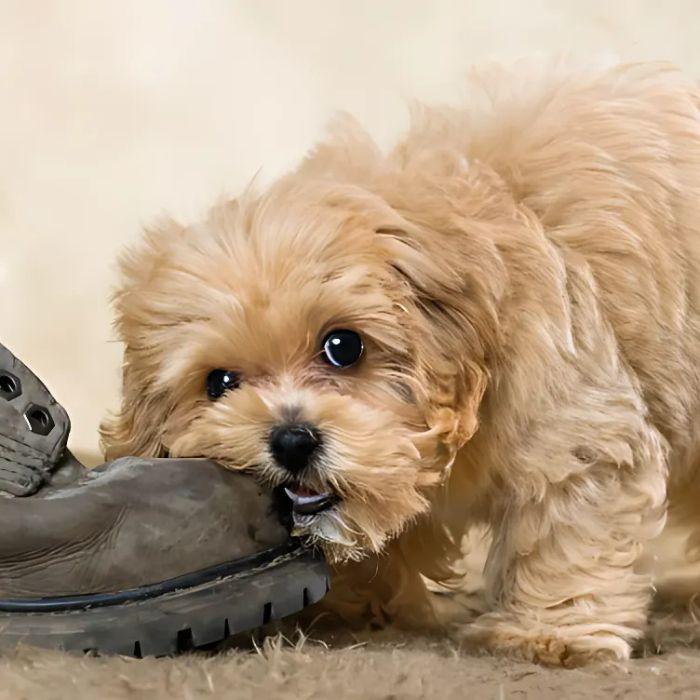 puppy chewing boat