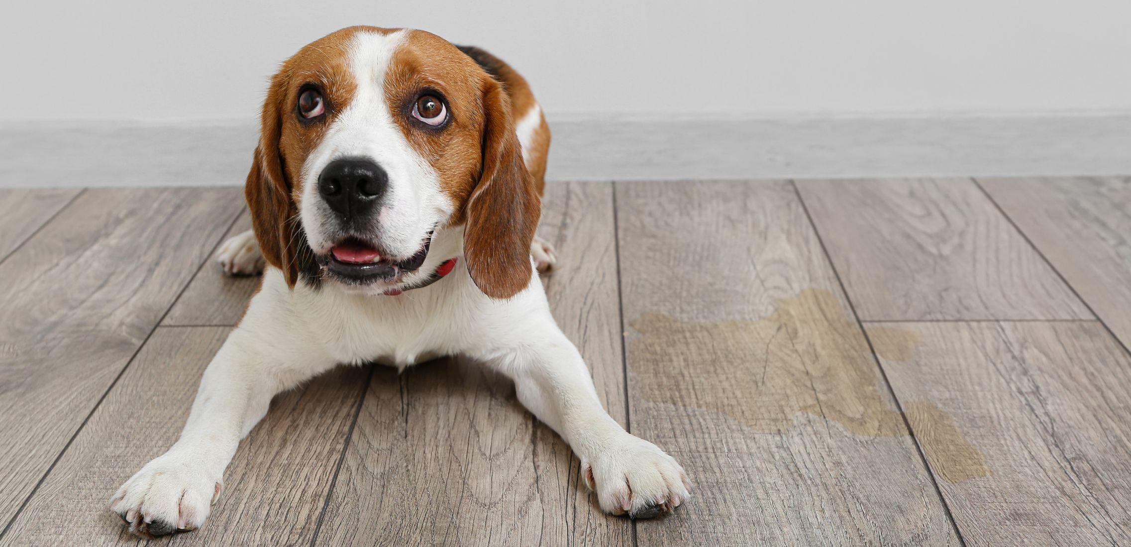 Adorable puppy near pee stain spot on floor