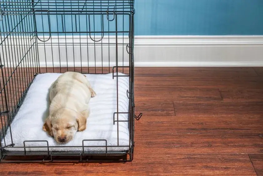 https://ahrefs.com/writing-tools/img-alt-text-generator#:~:text=A%20dog%20resting%20in%20a%20crate%20on%20a%20bed%2C%20illustrating%20the%20concept%20of%20crate%20training%20for%20comfort%20and%20security