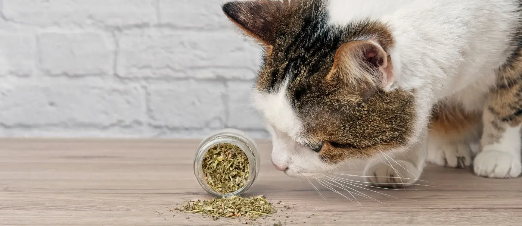 tabby and white cat sniffing dried catnip spilled from a jar