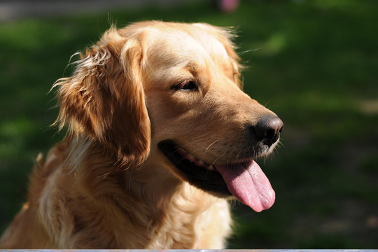 GOLDEN RETRIEVER