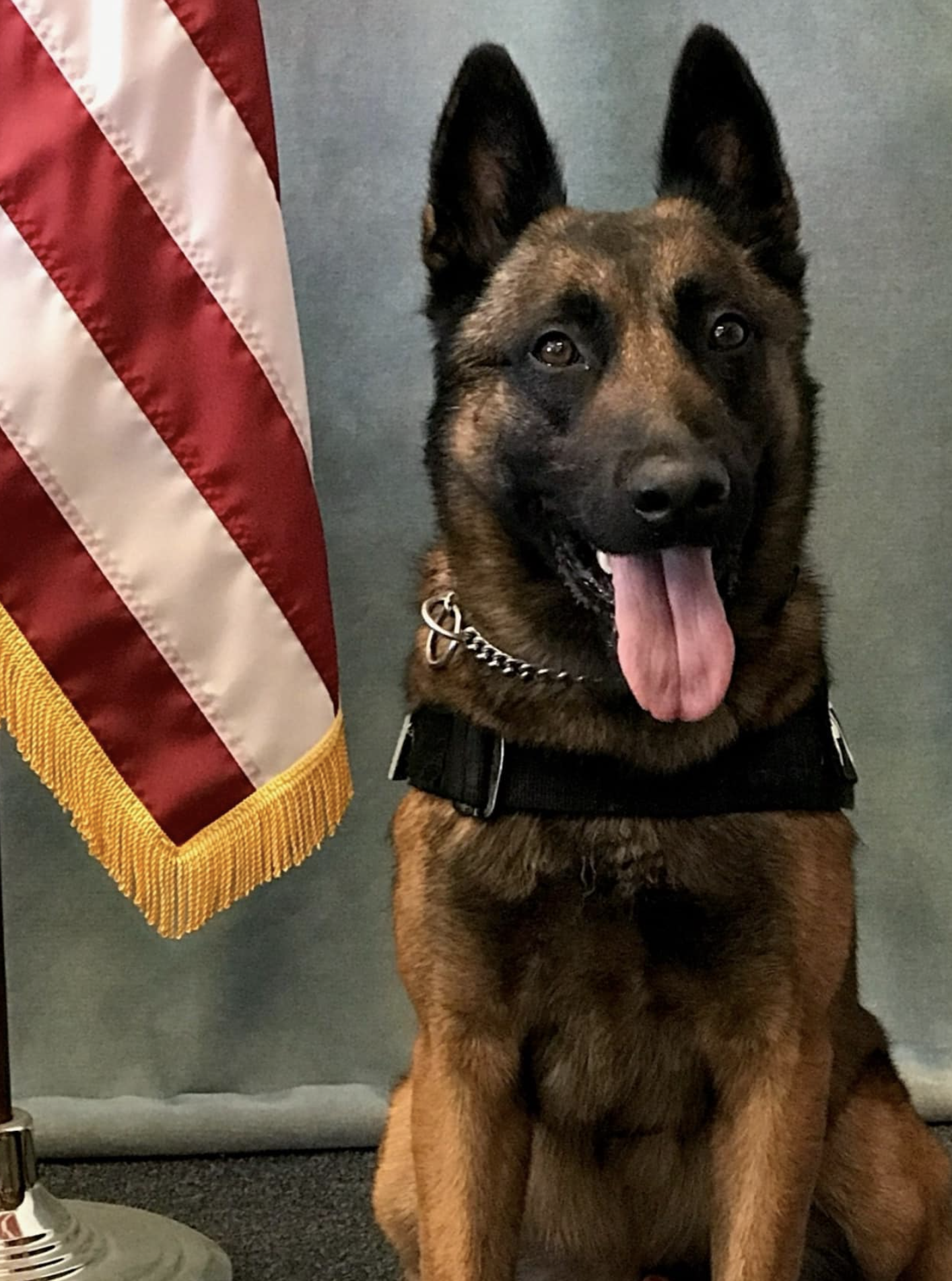 k9 kash