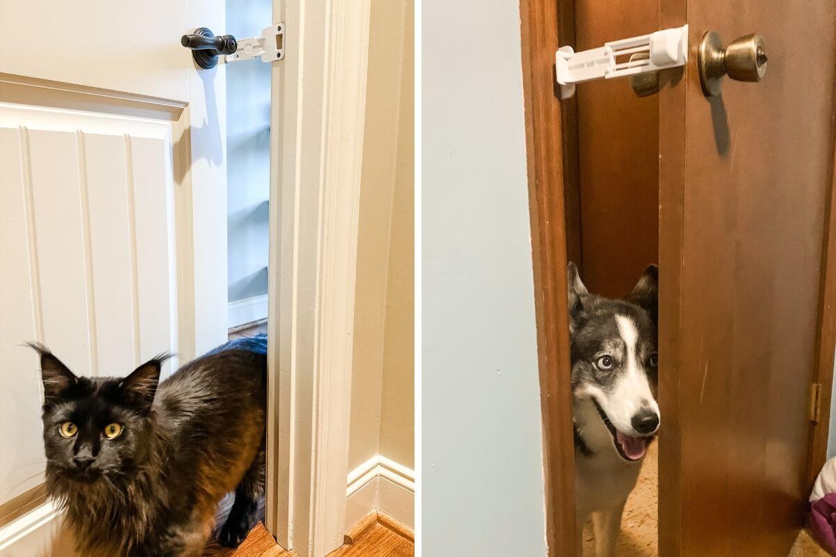 Door Buddy Dog Proof Door Latch for Cats