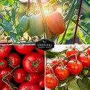 heirloom tomato seeds for your garden