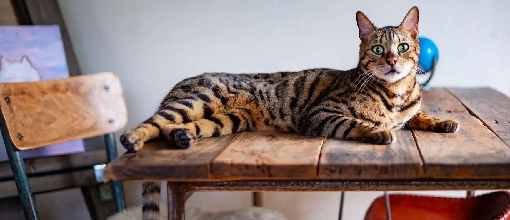 A relaxed cat resting on a table, with scattered toys and a soft blanket nearby, creating a cozy cat space.