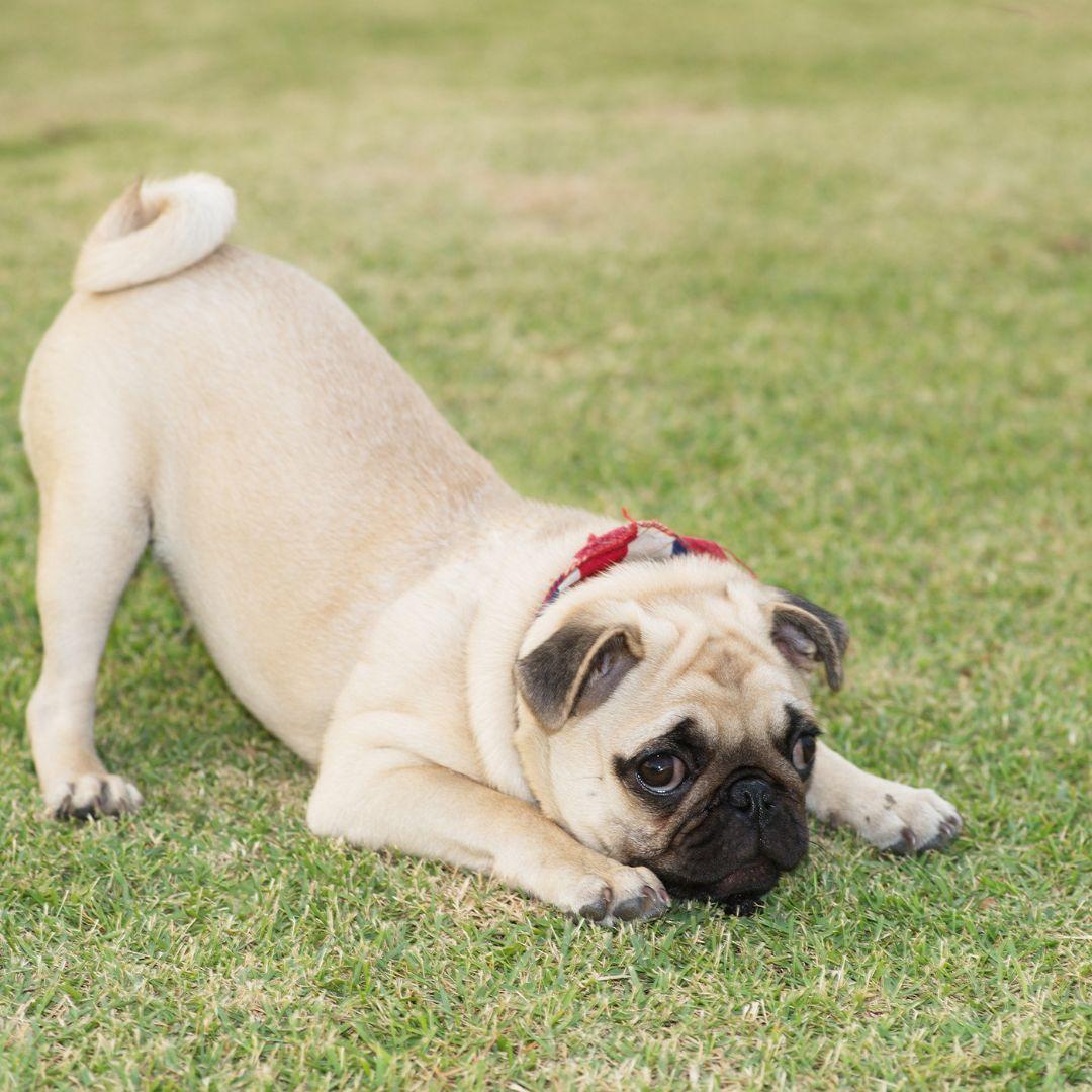 Pug lying on grass