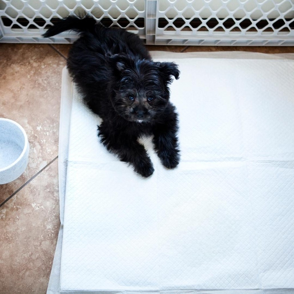 Black puppy sitting on a potty pad